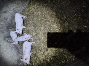 Patru purcei de vânzare 2masculi și 2purcele - imagine 2