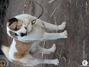 Asia centrală - imagine 3