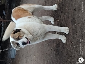 Asia centrală - imagine 4