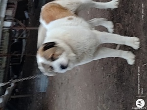 Asia centrală - imagine 5