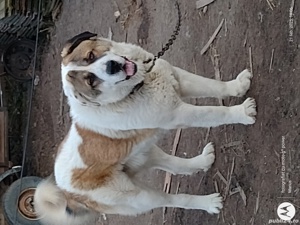 Asia centrală - imagine 2