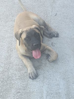Femelă Cane Corso, 10 luni