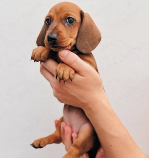 Teckel mascul și femelă - imagine 3