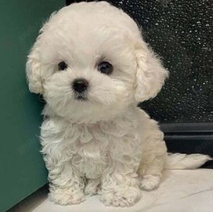 Bichon Frise mini toy