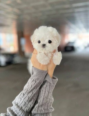 Bichon maltez mini toy alb  - imagine 3