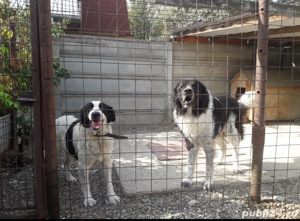 Ciobănesc de Bucovina de 2 luni 