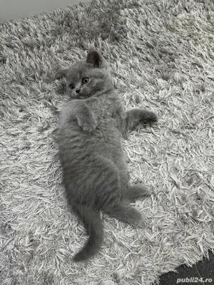 Pui British Shorthair Blue  - imagine 4