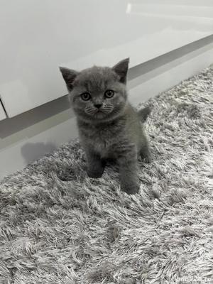 Pui British Shorthair Blue  - imagine 5