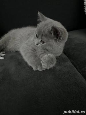Pui British Shorthair Blue  - imagine 2