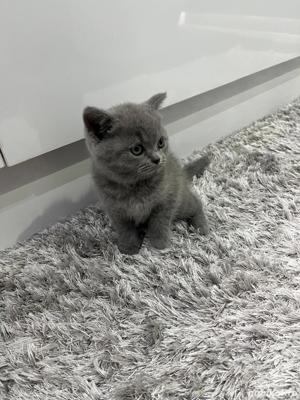 Pui British Shorthair Blue  - imagine 3