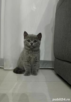 Motenel British Shorthair Blue 