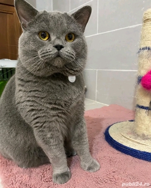 Motan British Shorthair Blue  - imagine 3