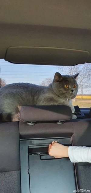 Motan British Shorthair Blue  - imagine 4