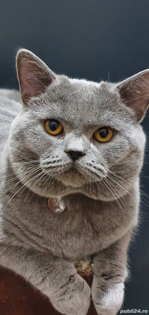 Motan British Shorthair Blue  - imagine 5
