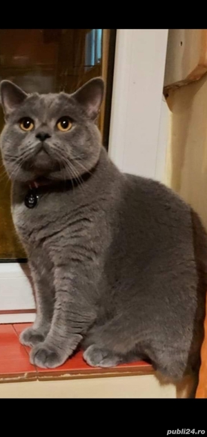 Motan British Shorthair Blue  - imagine 2