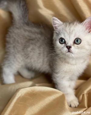 British shorthair Chinchilla 