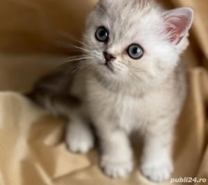 British Shorthair Chinchilla
