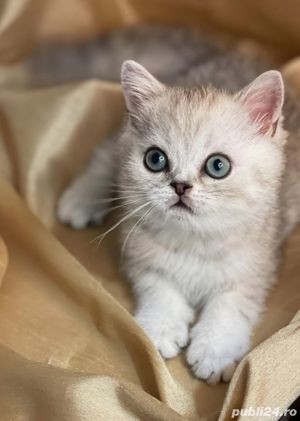 British Shorthair Chinchilla - imagine 3