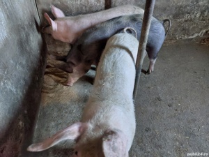 Vand porc in viu - imagine 4