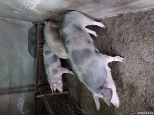 Vand porc in viu - imagine 2