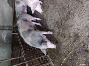 Vand porc in viu - imagine 3