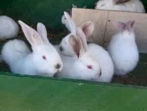 Iepurasi Urias de Transilvania - cadou de Pasti - imagine 2