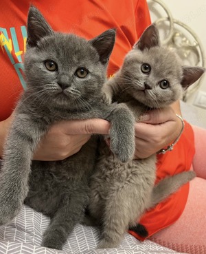Motănei british shorthair blue și lilac