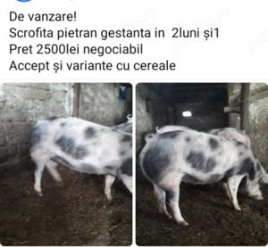 Scrofita pietrean gestanta
