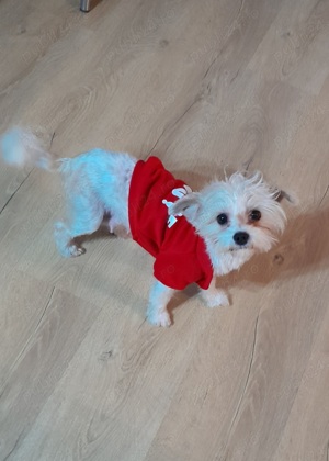 Bichoni mici si adorabili