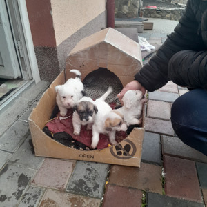 Bichoni mici si adorabili - imagine 5