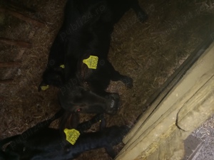 Vând viței de bilvoliță 