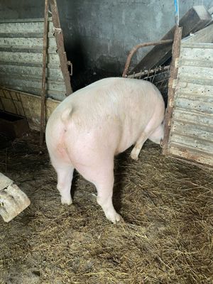 Porc de vanzare 
