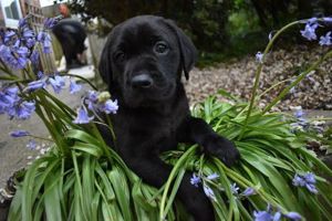 Labrador retriever mascul și femelă 