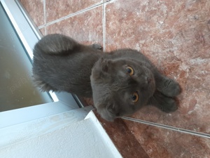 Scottish Fold Chocolate Brown - imagine 2
