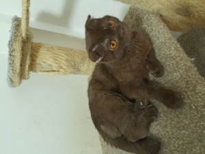 Scottish Fold Chocolate Brown - imagine 3