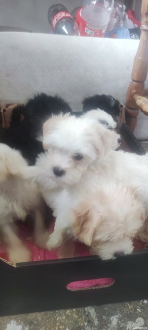 Bichon maltez 