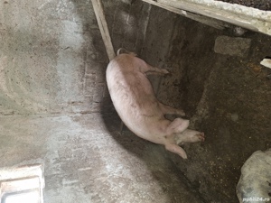 porc  110-115kg