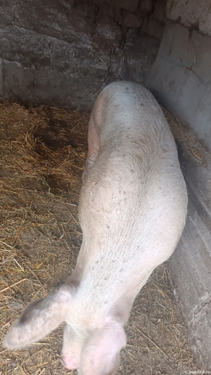 De vanzare purcea 14 lei kg