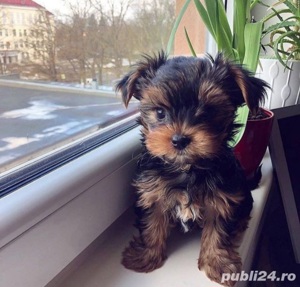 yorkshiree terrier talie mica
