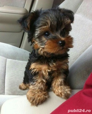yorkshire terrier talie mica 