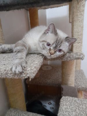 Scottish Fold Chocolate Brown - imagine 5