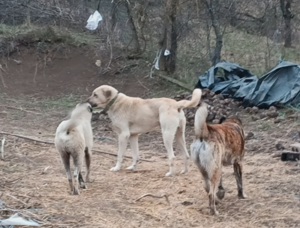 Vand ciobănesc kangal