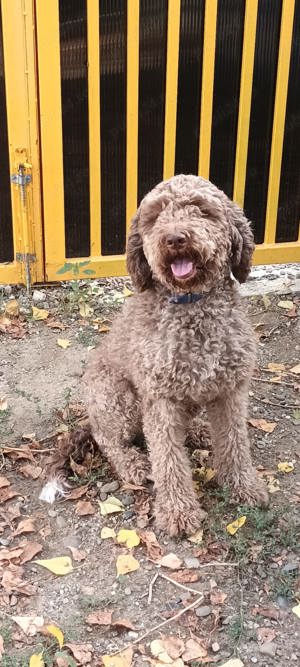 caine lagotto romagnolo cauta stapan