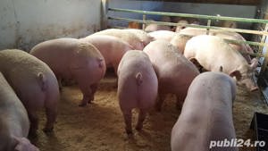 vand purcei si porci mari - imagine 3 vand purcei si porci mari - imagine 3
