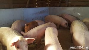 vand purcei si porci mari - imagine 4 vand purcei si porci mari - imagine 4