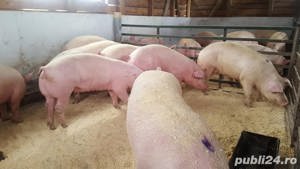 vand purcei si porci mari - imagine 5 vand purcei si porci mari - imagine 5