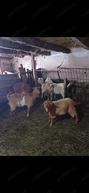 Vând 4 capre și 1 tap alpin 