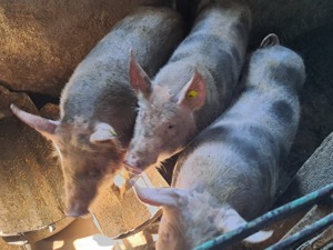 Porc rasa PIetrean de vanzare - imagine 3