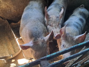 Porc rasa PIetrean de vanzare - imagine 2