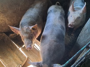 Porc rasa PIetrean de vanzare - imagine 5